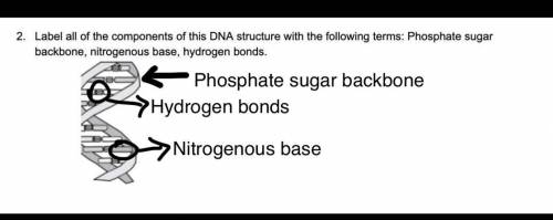 Label all of the components of this DNA structure with the following terms: Phosphate sugar backbone