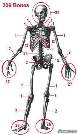 How many bones are in an adult human skeleton?