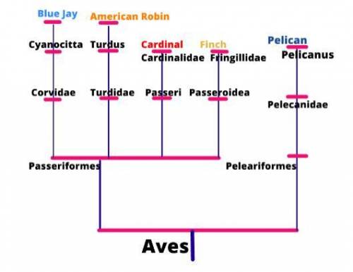 {{fifty points}} could someone  me place five birds on a cladogram, and explain why you put them whe