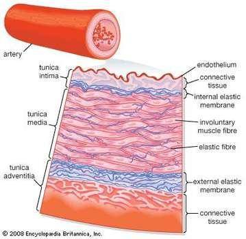 What type of tissue constitutes the tunica interna of blood vessels?
