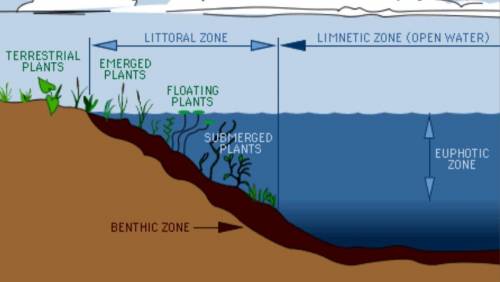 Draw a lake and label the photic, aphotic, littoral, limnetic, and benthic zones
