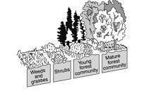 Which statement best describes one of the phases represented in the diagram below? The mature forest