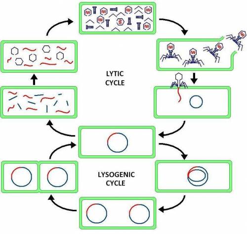 Which viral reproduction cycle is used by long term viruses that hide in our body until triggered