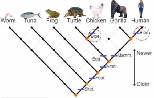 In the Animals cladogram, which trait evolved two different times?

have wings.
For example, both
Re