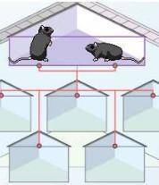 Drag two black mice into the Parent 1 and Parent 2 boxes. Click Breed to view the five offspring of