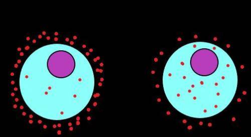 What are three real life examples of diffusion and the Cells ? ​