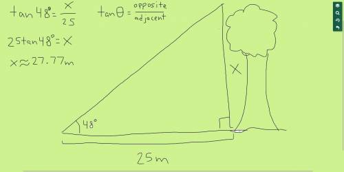 you stand 25m from the base of a tree and the angle of elevation from the ground to the top of the t