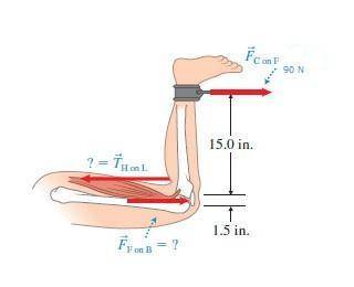 If you pull with your lower leg such that you exert a 90 N force on the cord attached to your ankle,