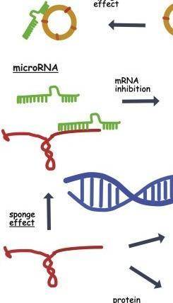 Summary of the role of non-coding (non-coding) RNA

RNA) in transcriptional regulation, for an illus