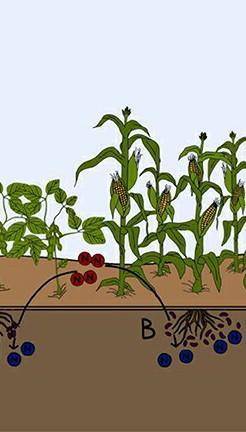 Make a project on the topic effects of chemical fertilizers on crops.​