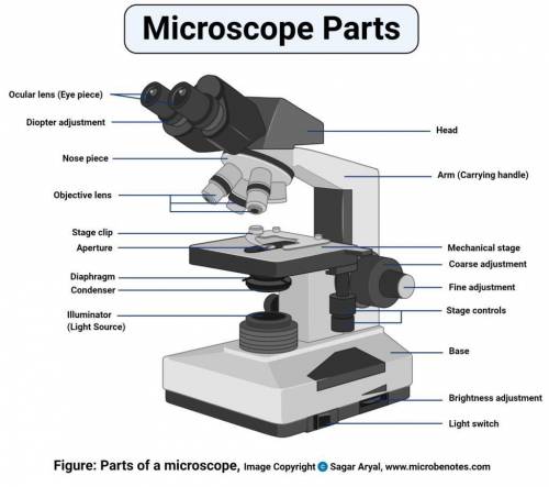 What are the different parts of a microscope?