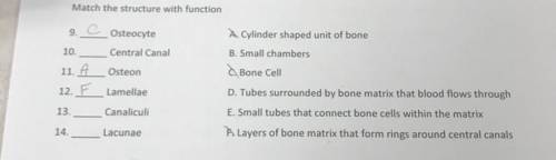 Match the bone structure with each function?