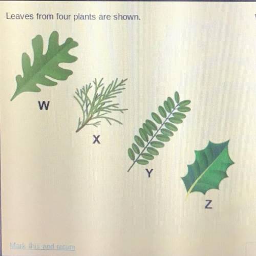 Which leaf is most likely from a gymnosperm? W X Y Z