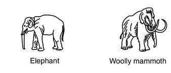 Scientists at Penn State have sequenced the DNA of the extinct woolly mammoth. The data suggested th