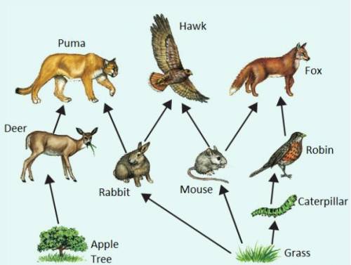1.) The Apple Tree and Grass are producers in this food web. Where do the Apple Tree and grass get t