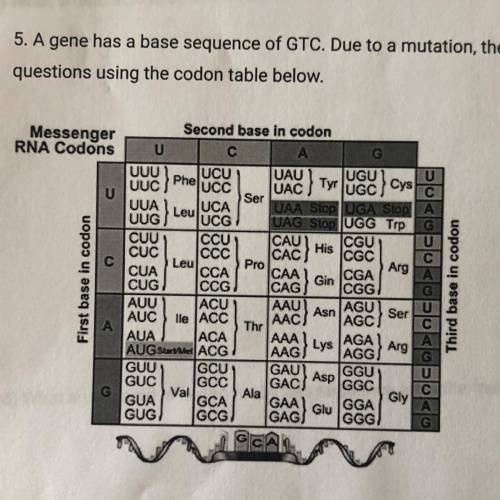 Please help me!!  questions: 6) a gene has a base sequence of TAA CTA TGA CGT CG. answer the questio