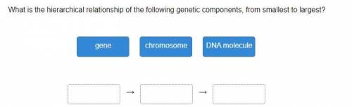What is the hierarchical relationship of the following genetic components, from smallest to largest?