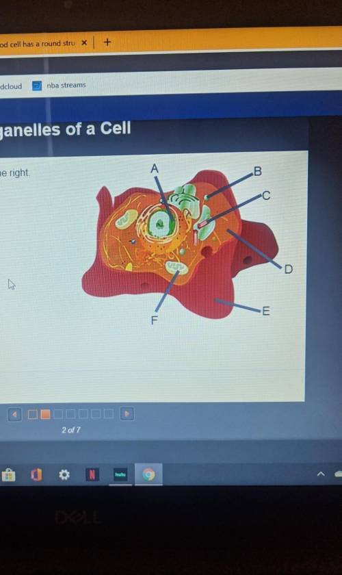 Identify the organelles in the cell to the rightABCDEF