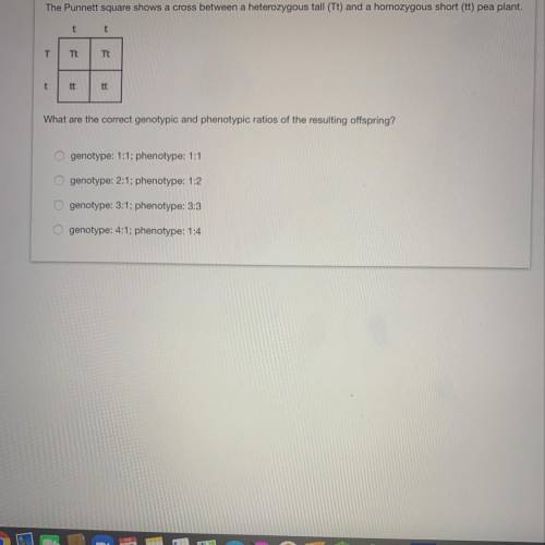 Please help! punnet square and shouldn’t be hard! thank you