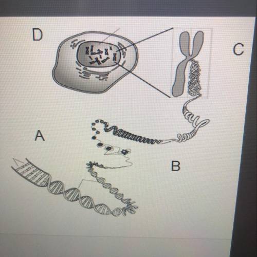 Identify the structures on the right. Label A Label B Label C Label D DNA, Nucleus, chromosome, hist