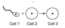 Some cells involved with the process of reproduction are represented in the diagram above. The proce