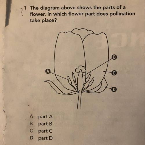 The diagram above shows the parts of a flower. In which flower part does pollination take place?