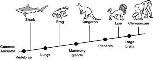 The following diagram shows the branching tree diagram for some animals. Which two organisms share t
