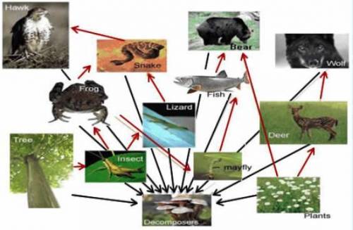 What food chain is represented in the food web below? Select one: a. plants > grasshopper > de