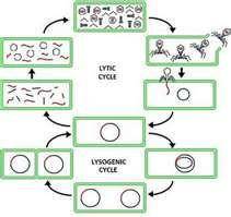 Question 12 In which cycle does viral DNA become transcribed? *transcription a. lytic b. lysogenic c