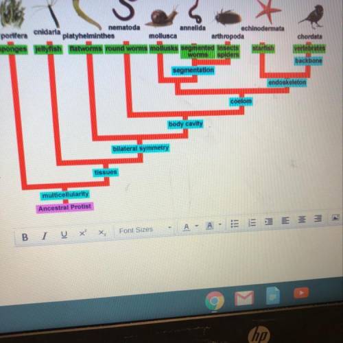 Look at the phylogenetic tree. Do robber crabs have more in common with humans or with sponges? What