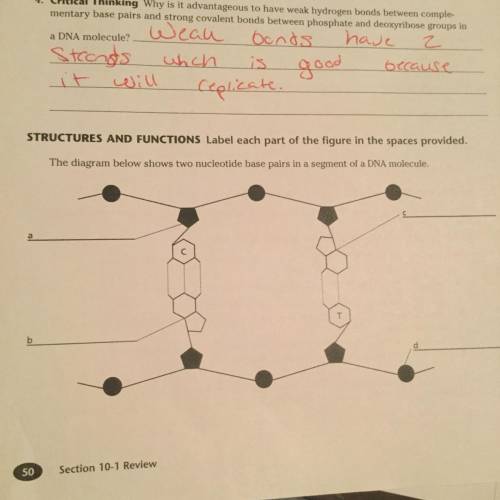 Science question about nucleotide base pairs and dna, fill in the spaces