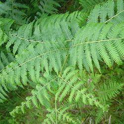 Which alternating generation is pictured below? The image shows adult ferns. © 2005 David Monniaux S