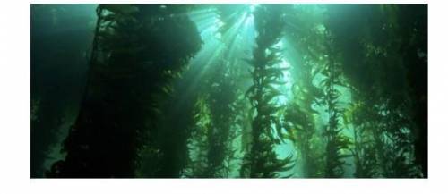 The image above is of a kelp bed. In ideal conditions, kelp can grow up to 18 inches per day. In sta