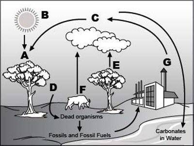 Analyze the given diagram of carbon cycle. Part 1: What is happening at location G? Part 2: Which ty