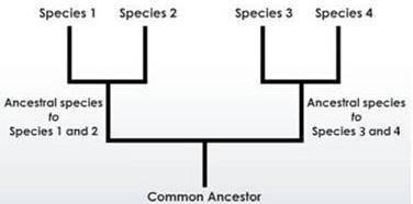 What kind of diagram is shown below? A. A cladogram B. A pedigree C. A phylogenic tree D. A Punnett