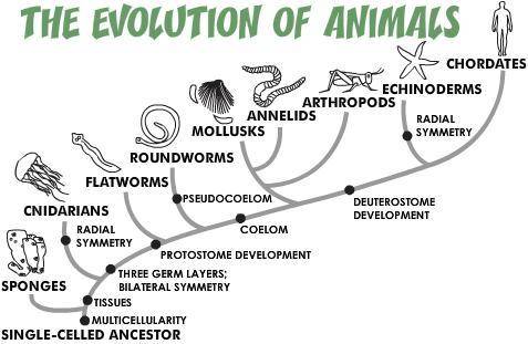 According to the diagram below, which animal class has no tissue? A. Sponges B. Roundworms C. Flatwo