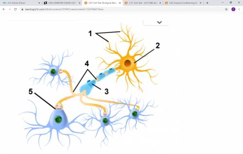 Help please name all the parts of this neuron :)  Options: synapse  dendrite Axon cell body/soma mye