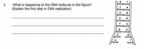What is happening to the DNA molecule in the figure? (Explain the first step in DNA replication)