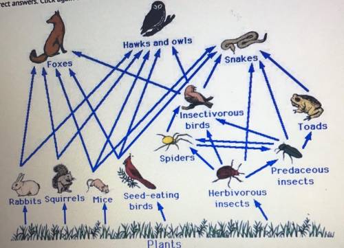 30 points  Choose all pairs of organisms that compete with one another for a food source.  Hawks and