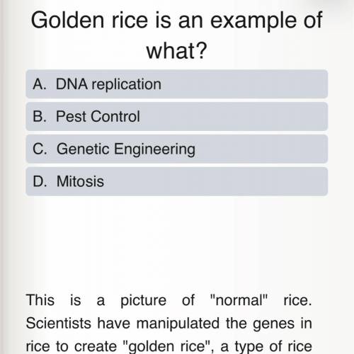 Golden rice is an example of what?