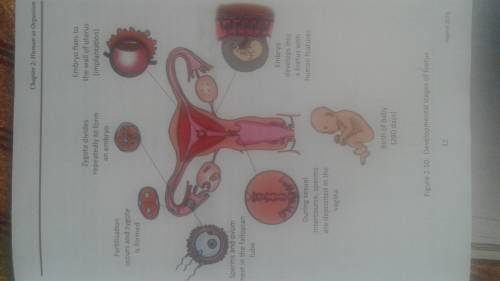 Can anyone explain the development stages of foetus in ownwords/understanding?By looking at the pict