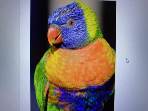 PLEASE HELP!  jason captured this picture of a Rainbow Lorikeet. He wanted to bring out its red eyes