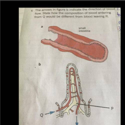 Can someone please answer this question about cross section through through the small intestine?