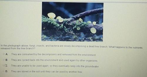 In the photograph above, fungi, insects, and bacteria are slowly decomposing a dead tree branch. Wha