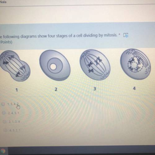 The following diagrams show four stages of a cell dividing by mitosis. * A. 1, 3, 4,2 B. 2, 4, 3, 1