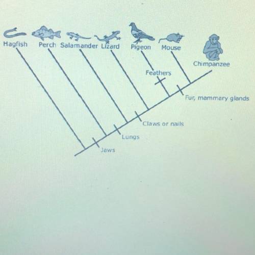 A cladogram is shown. Which of the following correctly describes the relationship between organisms?