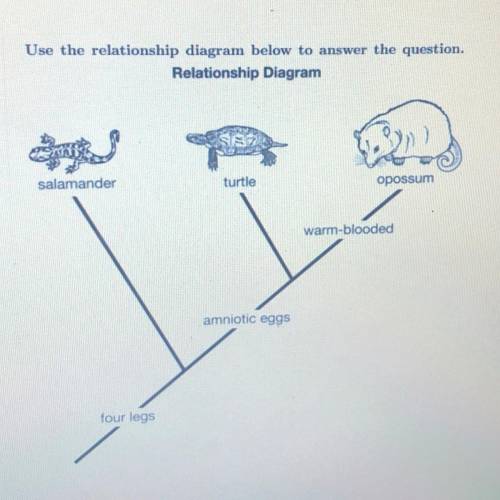 Which statement most accurately describes a relationship between two animals in the relationship dia
