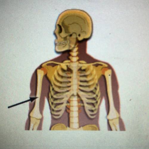 Which bone is identified in the picture below? O A. Metacarpal O B. Radius Ос. тibia O D. Humerus