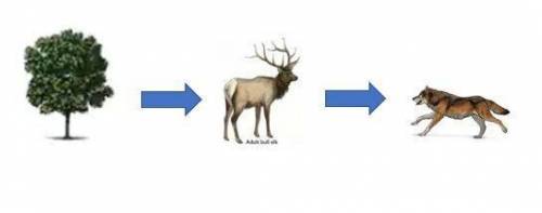 Above is a food chain for Yellowstone Park before the wolves were removed. What changes would you ex