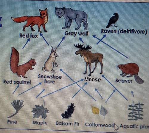 The Yellowstone National Park Food Web Is Shown Below what would be the most likely effect of adding
